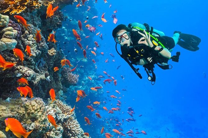 Plongeur sur récif de la Mer Rouge